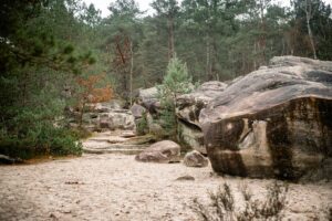 A picturesque scene in the Trois Pignons Forest of Fontainebleau, France