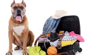 what to pack when traveling with a dog