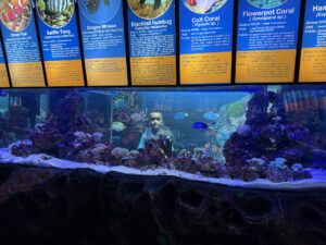 Child at a big aquarium tank, Batu, Indonesia