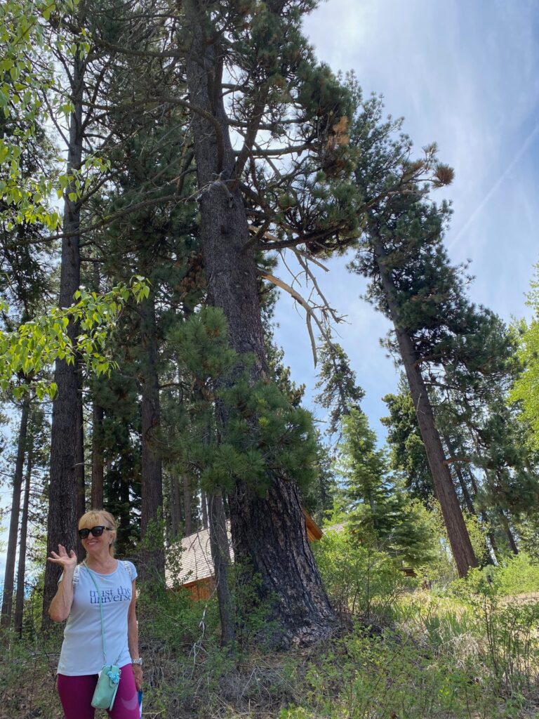A trail winding under tall pine trees near Sunnyside on Lake Tahoe's west shore