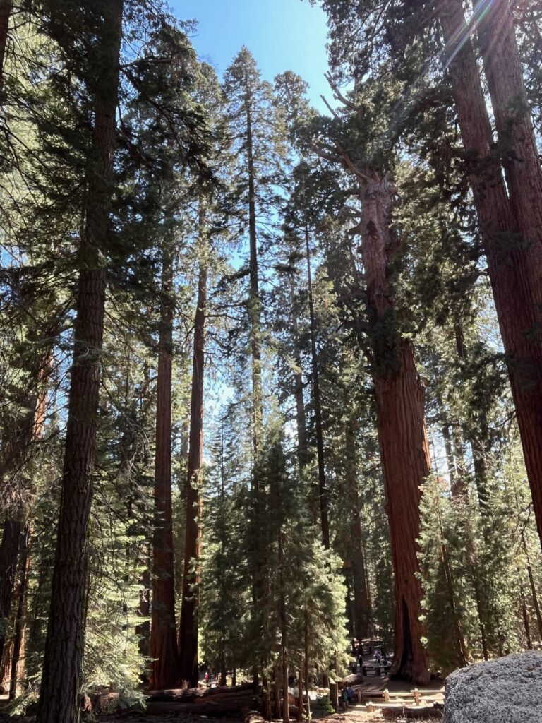 Tall giant sequoia trunks lit by sun in the Giant Forest, Sequoia National Park
