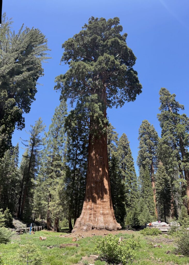 A giant sequoia rising above a green meadow in Sequoia National Park