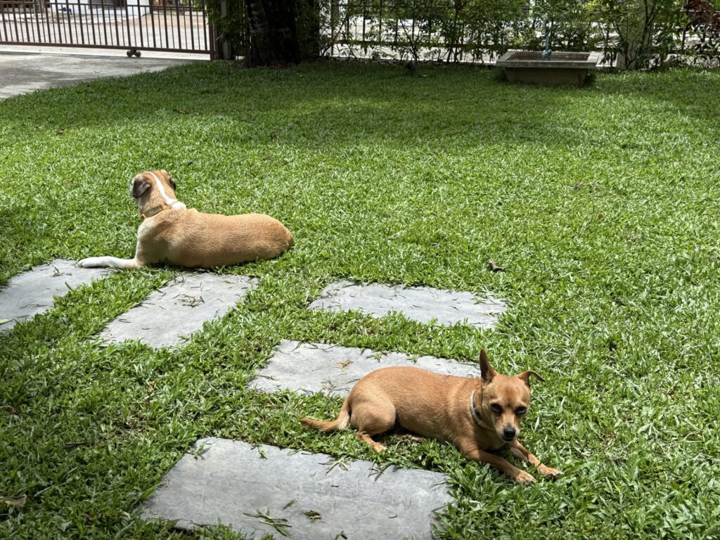 Moka and River lying on a lawn in Chiang Mai, Thailand