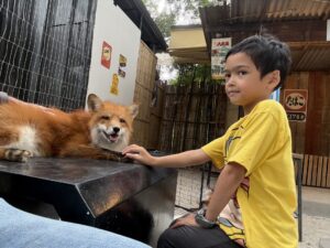 Child next to a red fox, Chiang Mai, Thailand
