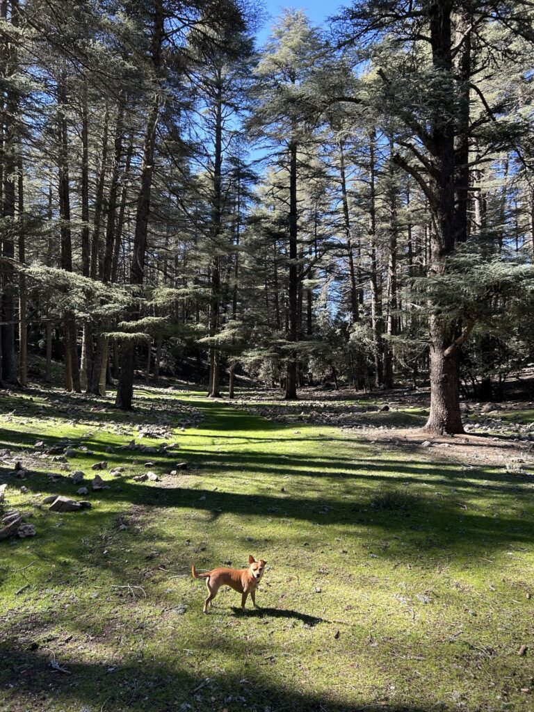 Moka in the cedar forest meadow near Ifrane, Morocco