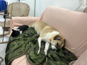 One of our dogs resting on a blanket at home in Ifrane, Morocco