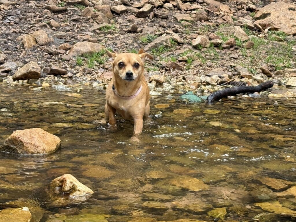 Moka walking through a shallow mountain stream near Ifrane, Morocco